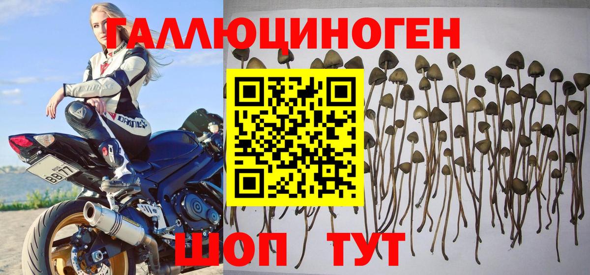 Псилоцибиновые грибы Psilocybe Александров