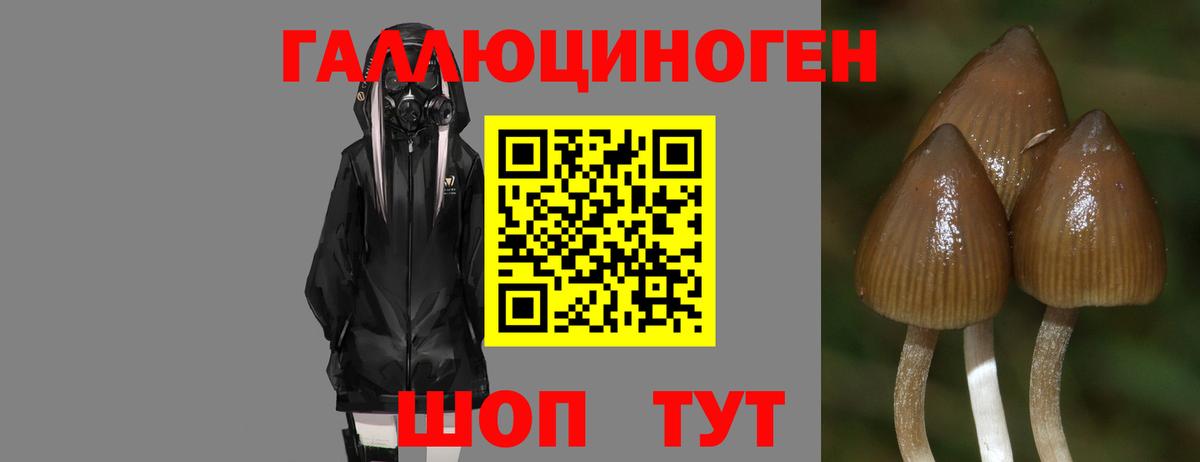 Галлюциногенные грибы Psilocybine cubensis  Вход с VPN  Галлюциногенные грибы прущие грибы  Александров 
